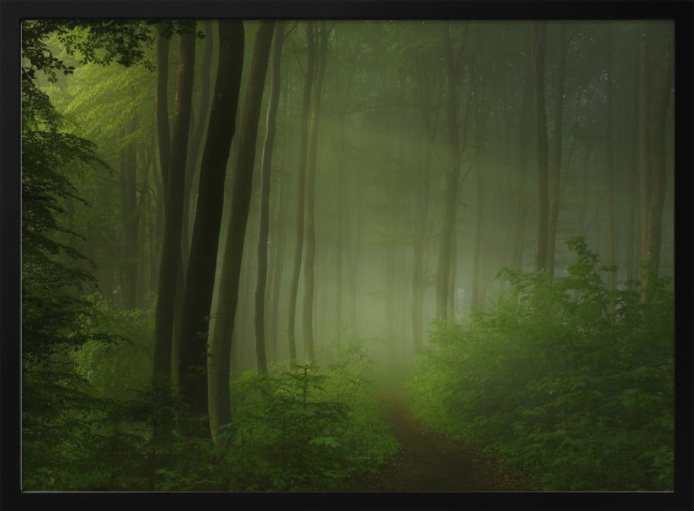 forest morning | Poster