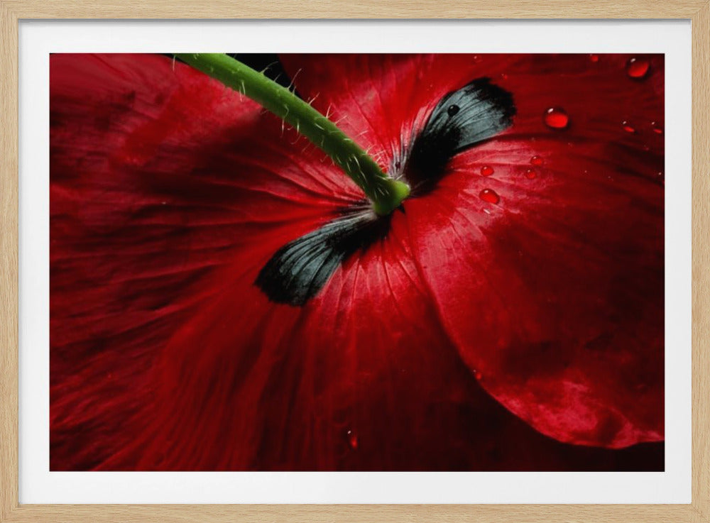 Papaver passion | Poster