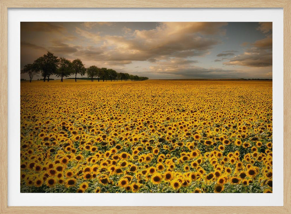 Sunflowers | Poster