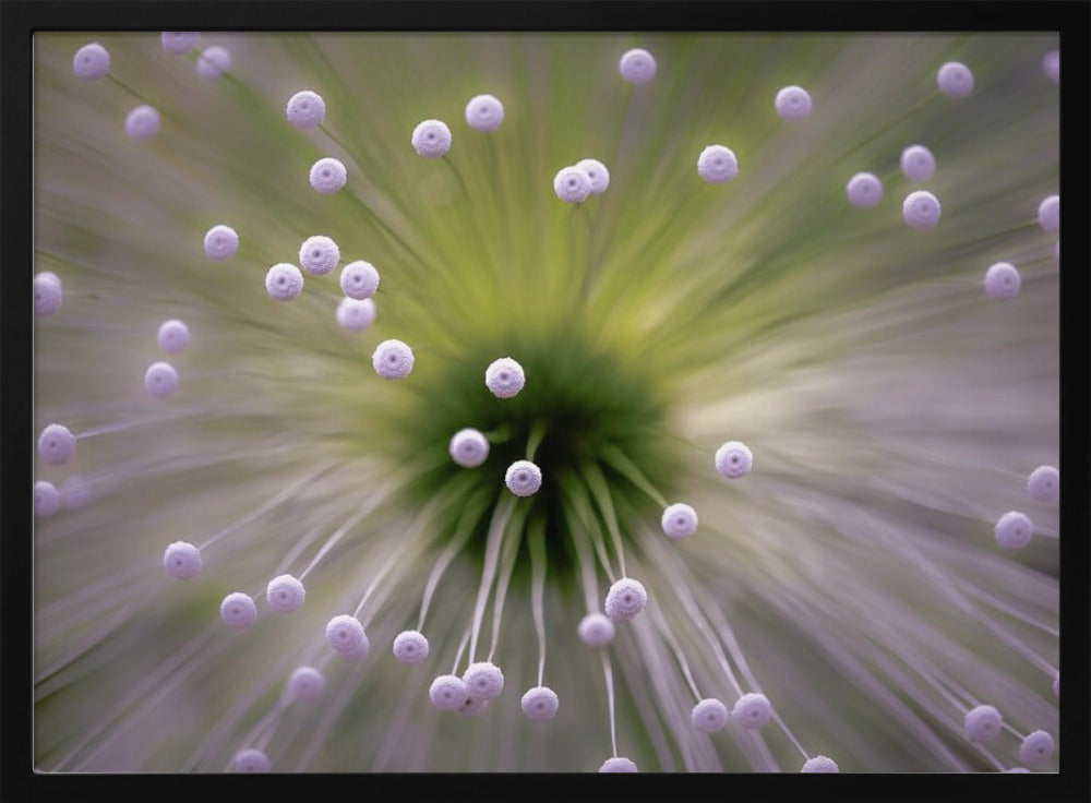 Green and White II | Poster