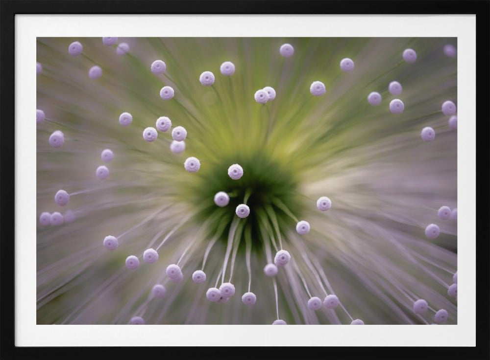 Green and White II | Poster