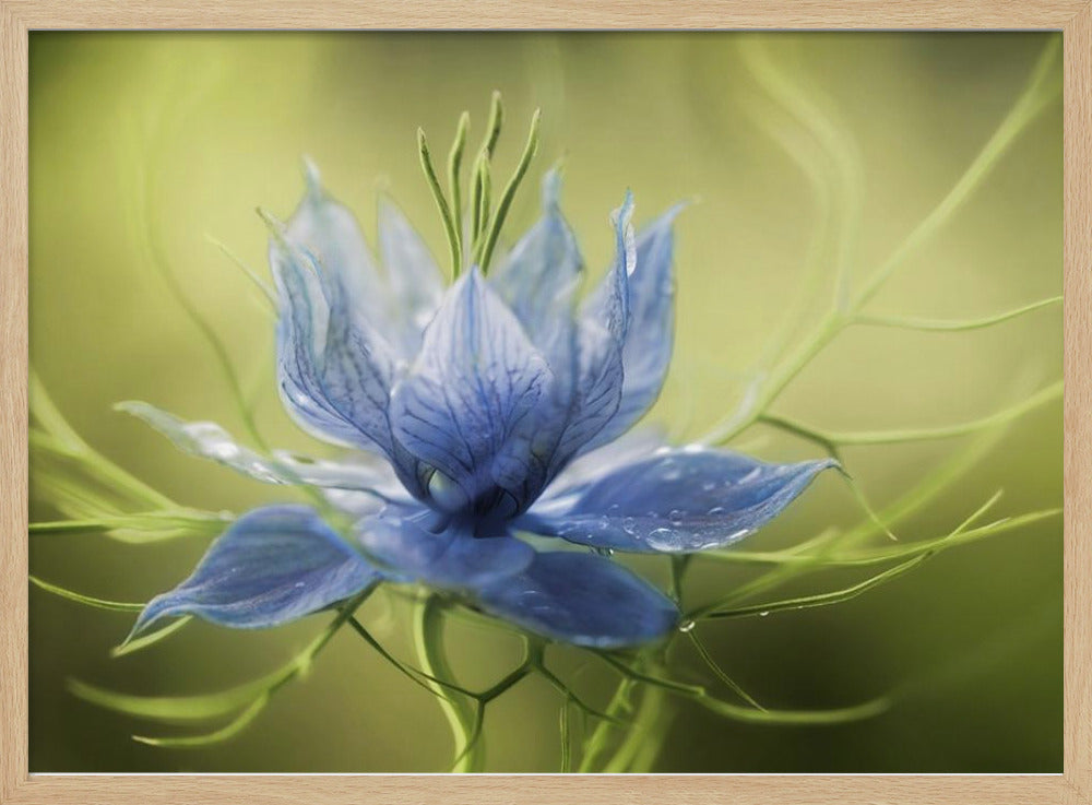 Nigella | Poster