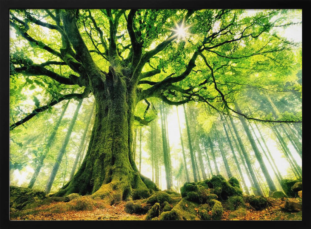 Ponthus' Beech | Poster