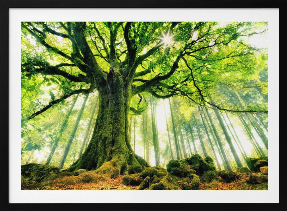 Ponthus' Beech | Poster