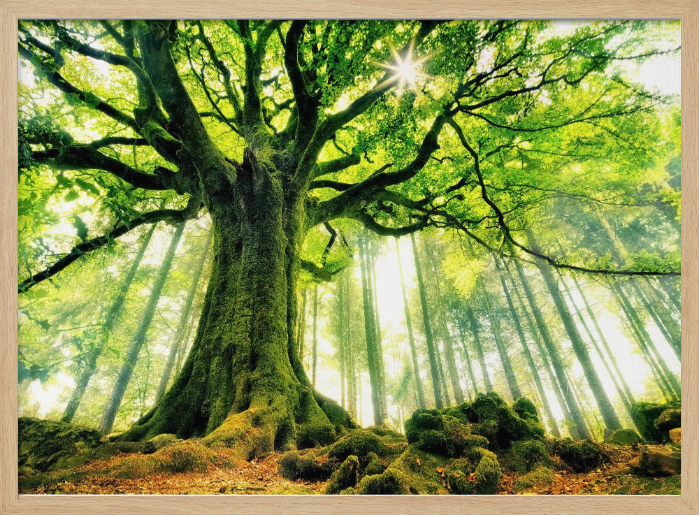 Ponthus' Beech | Poster