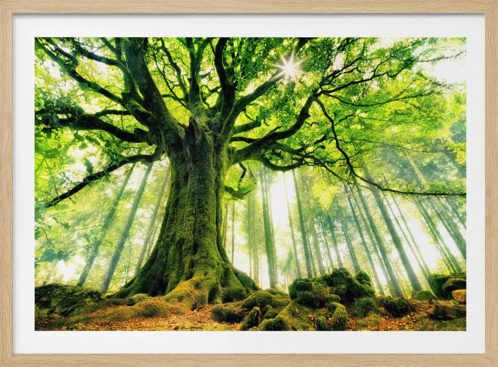 Ponthus' Beech | Poster
