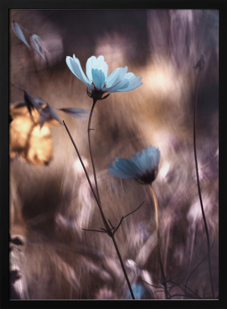 Lueur d'Automne | Poster