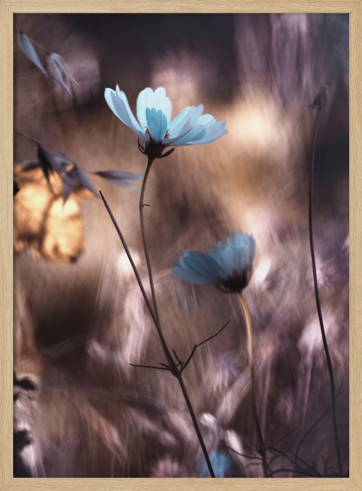 Lueur d'Automne | Poster