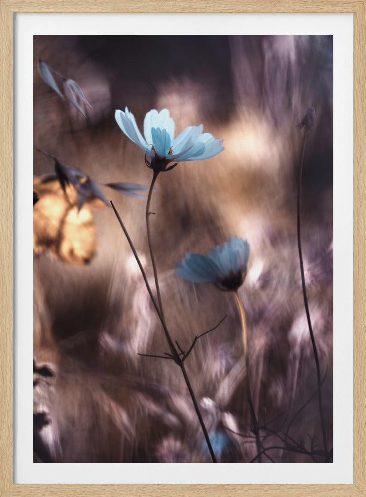 Lueur d'Automne | Poster