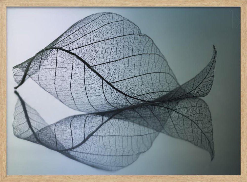 Curvaceousness | Poster