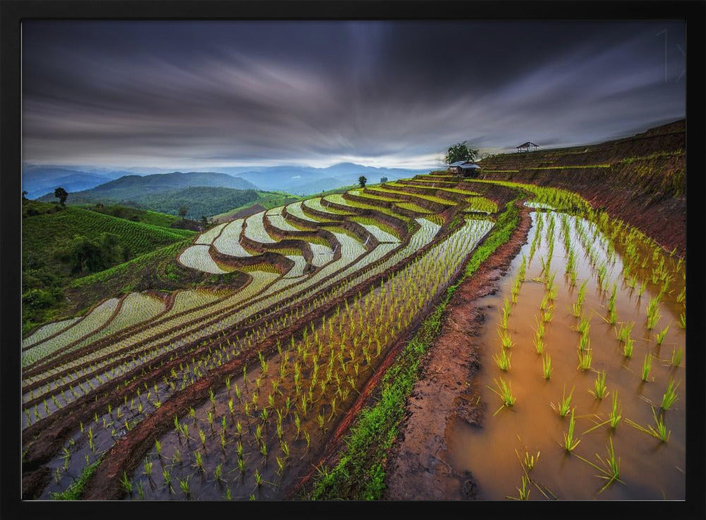 Unseen Rice Field | Poster