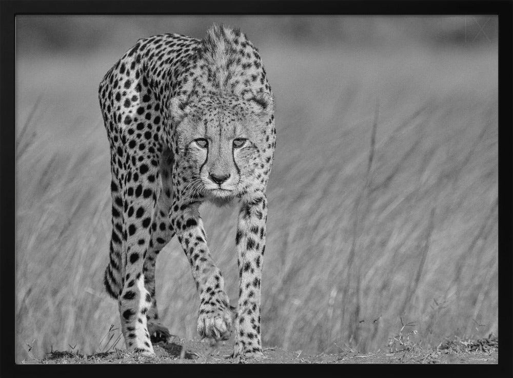 Focused predator | Poster