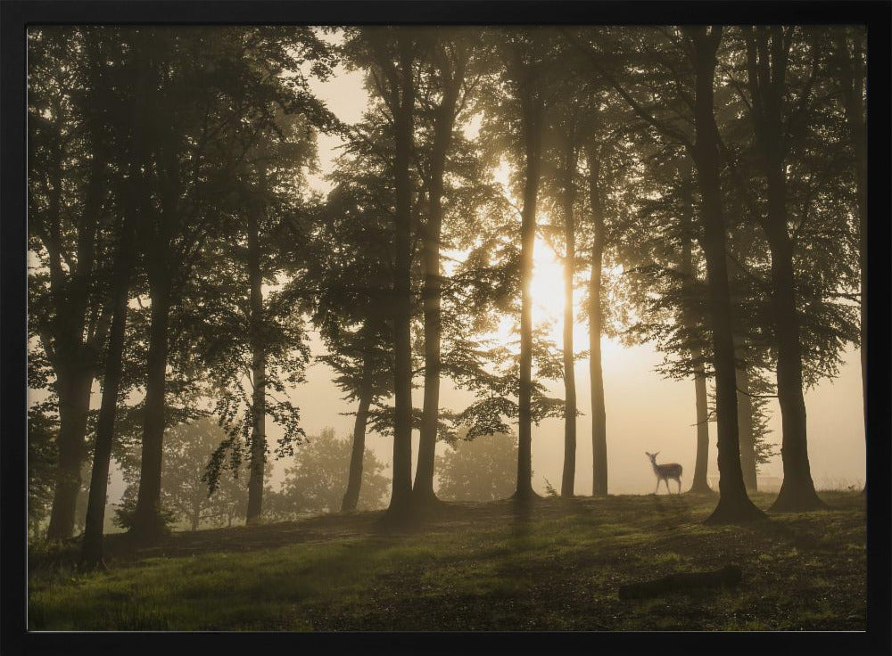Deer in the morning mist. | Poster