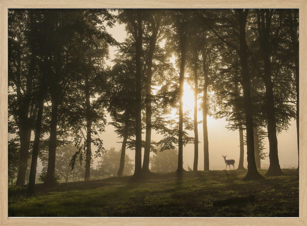 Deer in the morning mist. | Poster