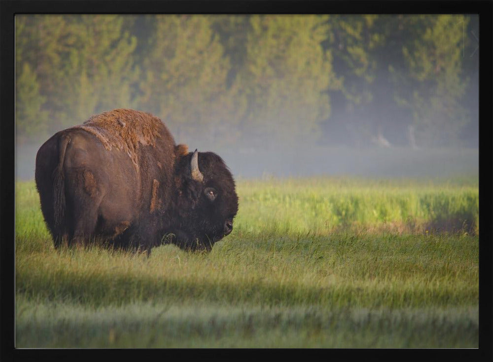 Bison in Morning Light | Poster