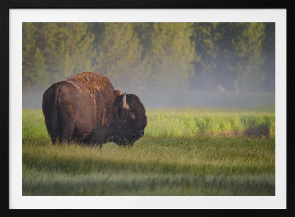 Bison in Morning Light | Poster