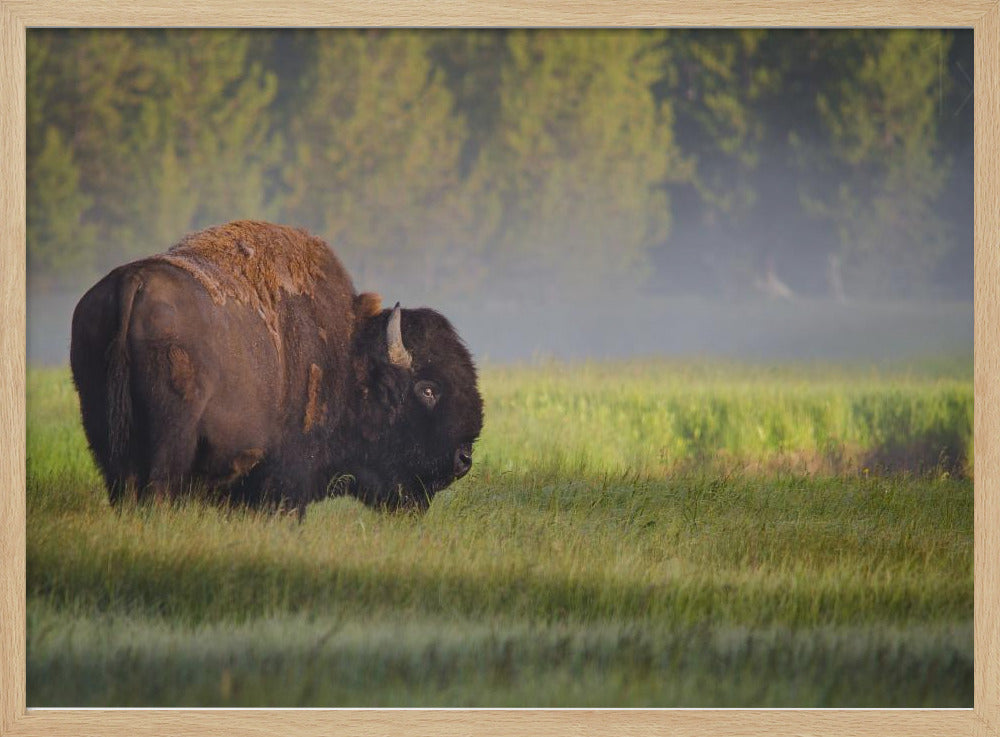Bison in Morning Light | Poster