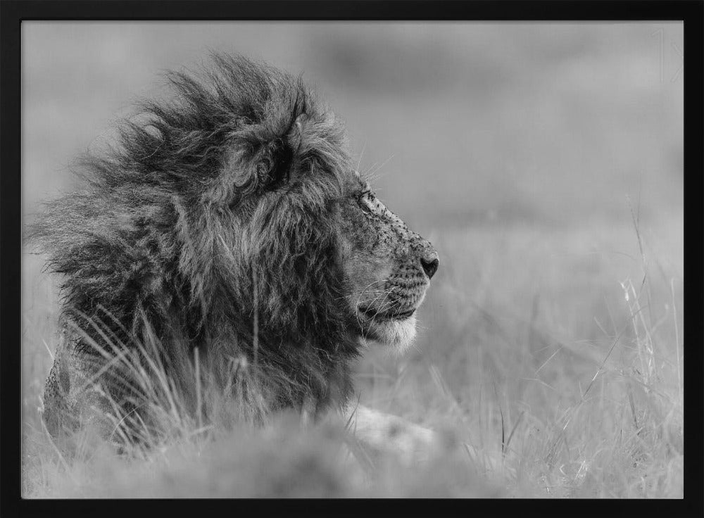 The king is alone | Poster