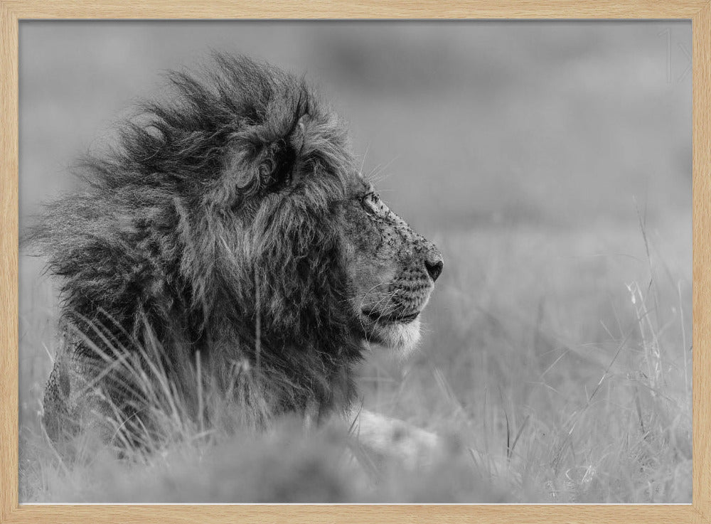 The king is alone | Poster