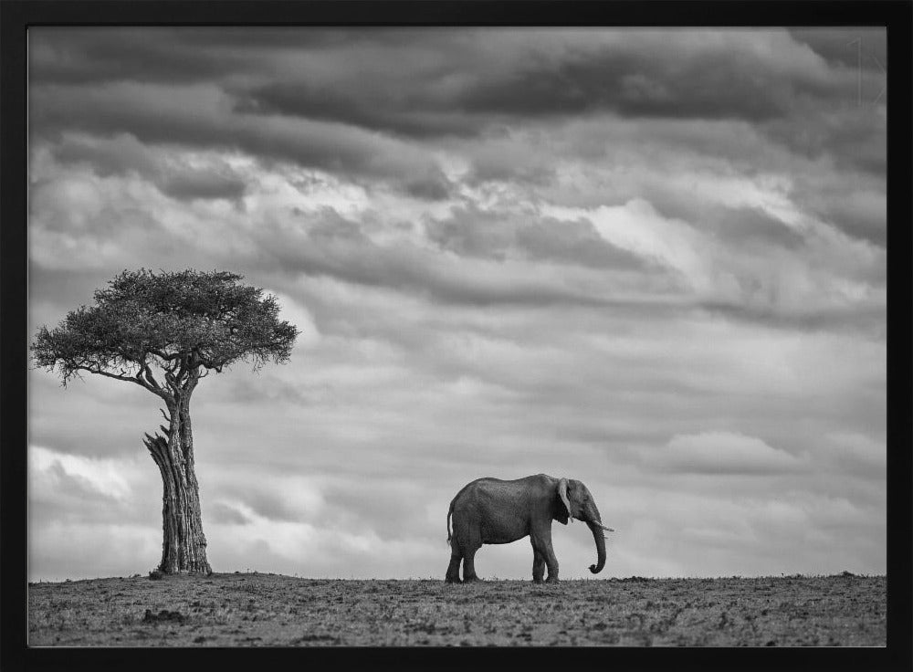 Elephant Landscape | Poster