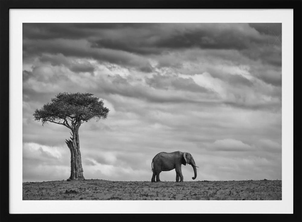 Elephant Landscape | Poster