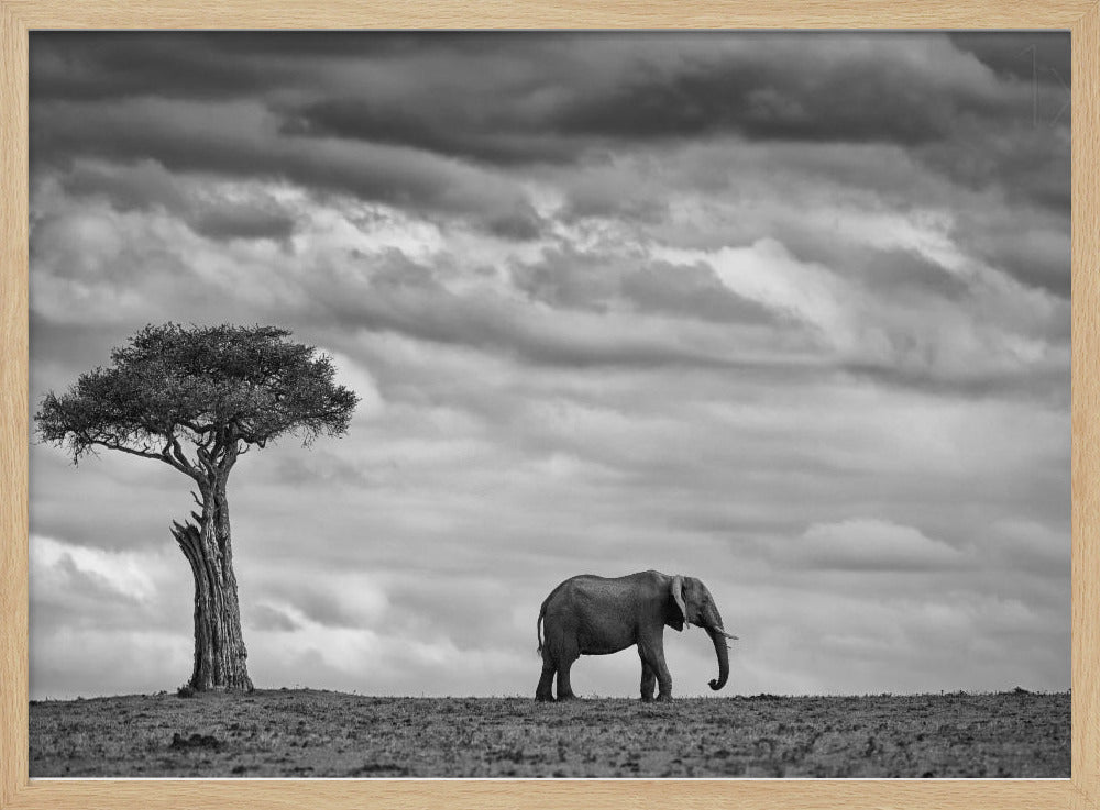 Elephant Landscape | Poster