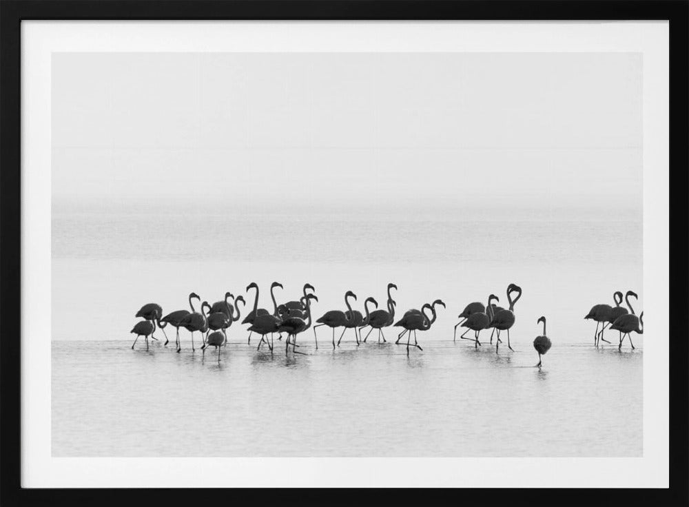 Flamingos | Poster