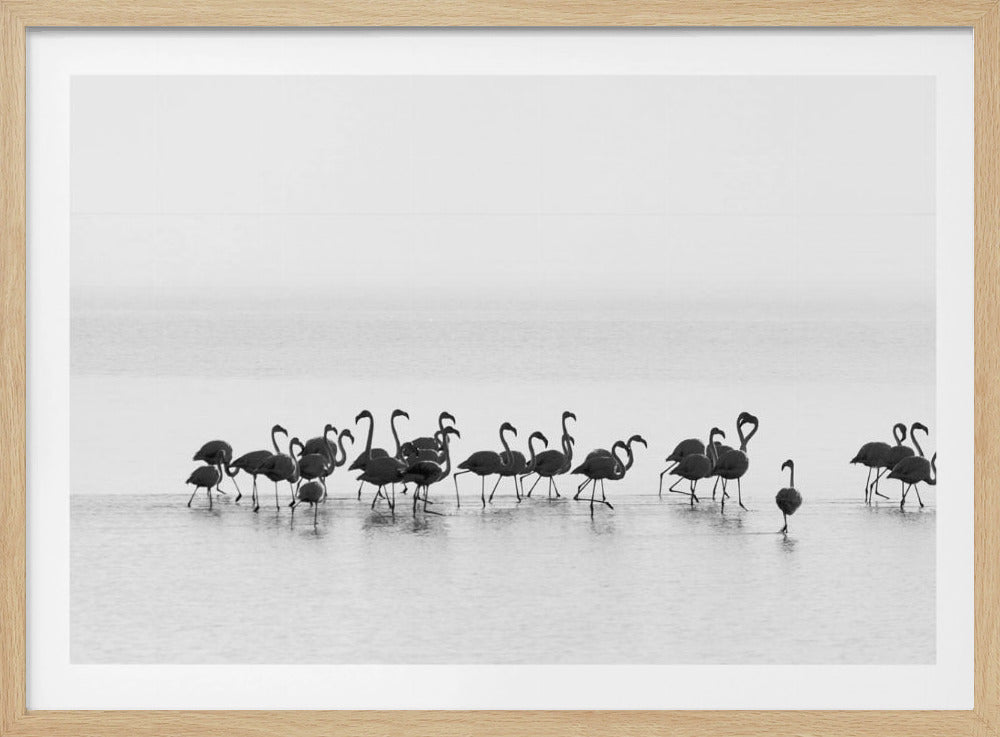 Flamingos | Poster