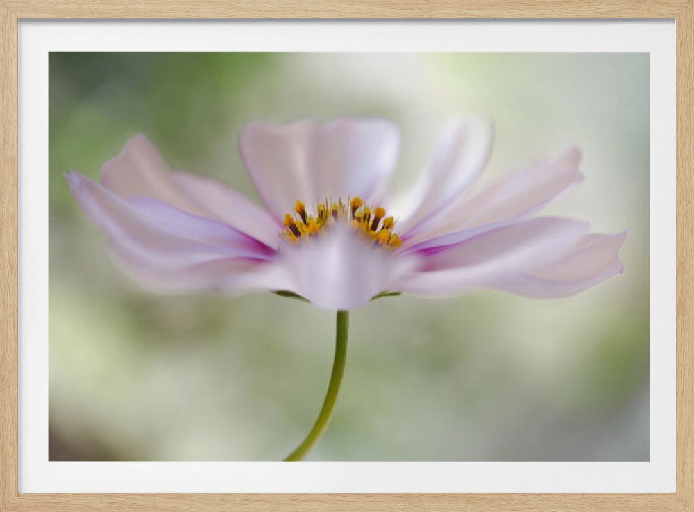 Cosmos Cloud | Poster