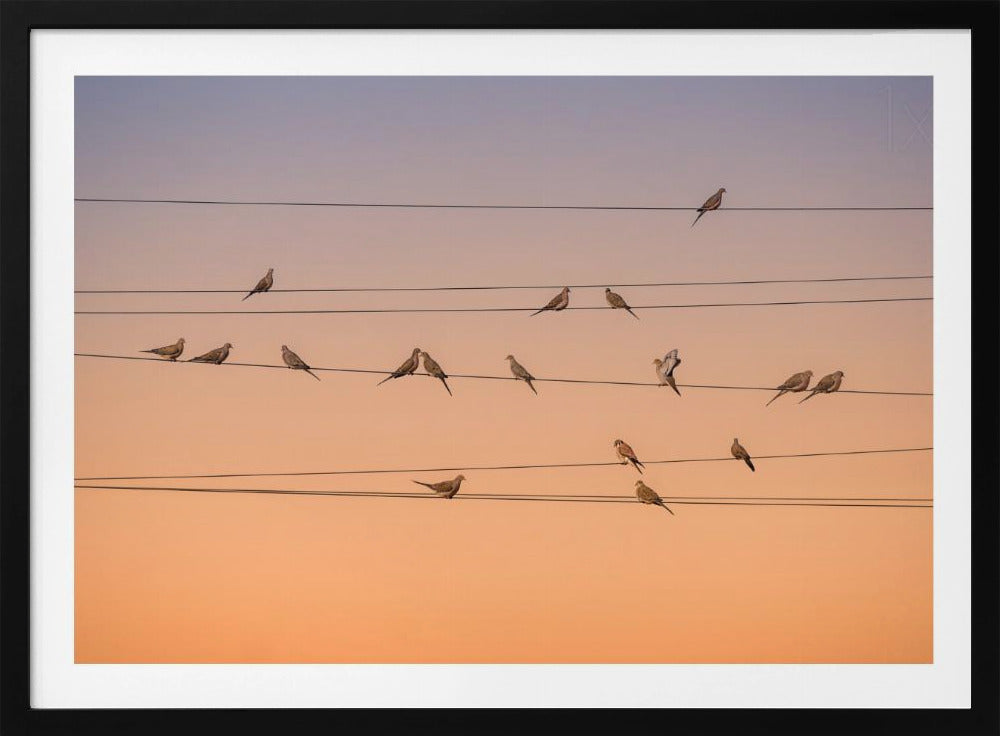 Music of Light | Poster