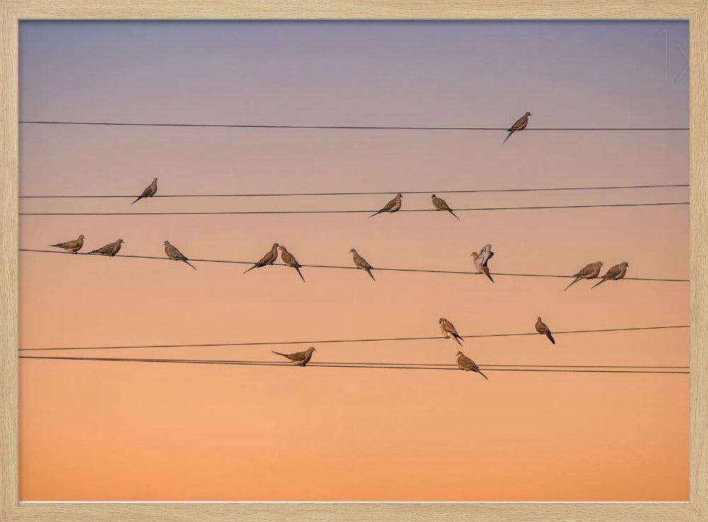 Music of Light | Poster