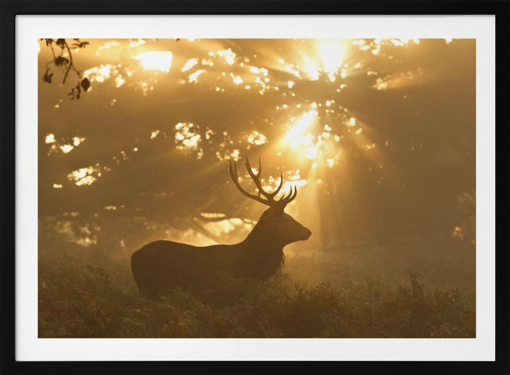 Ghost of the Forest | Poster