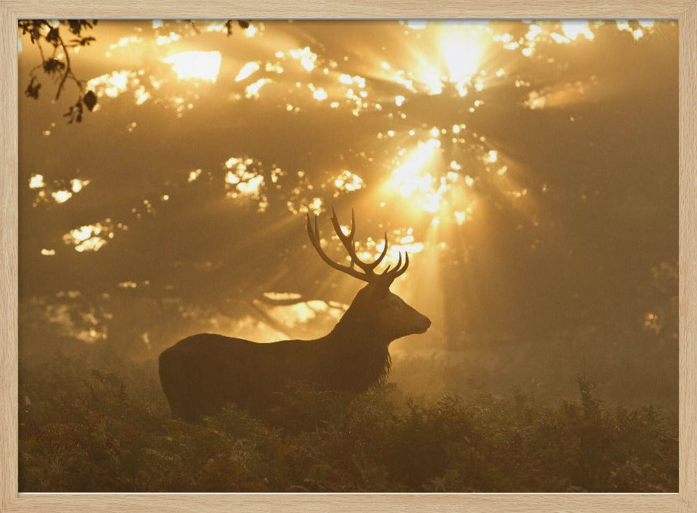 Ghost of the Forest | Poster