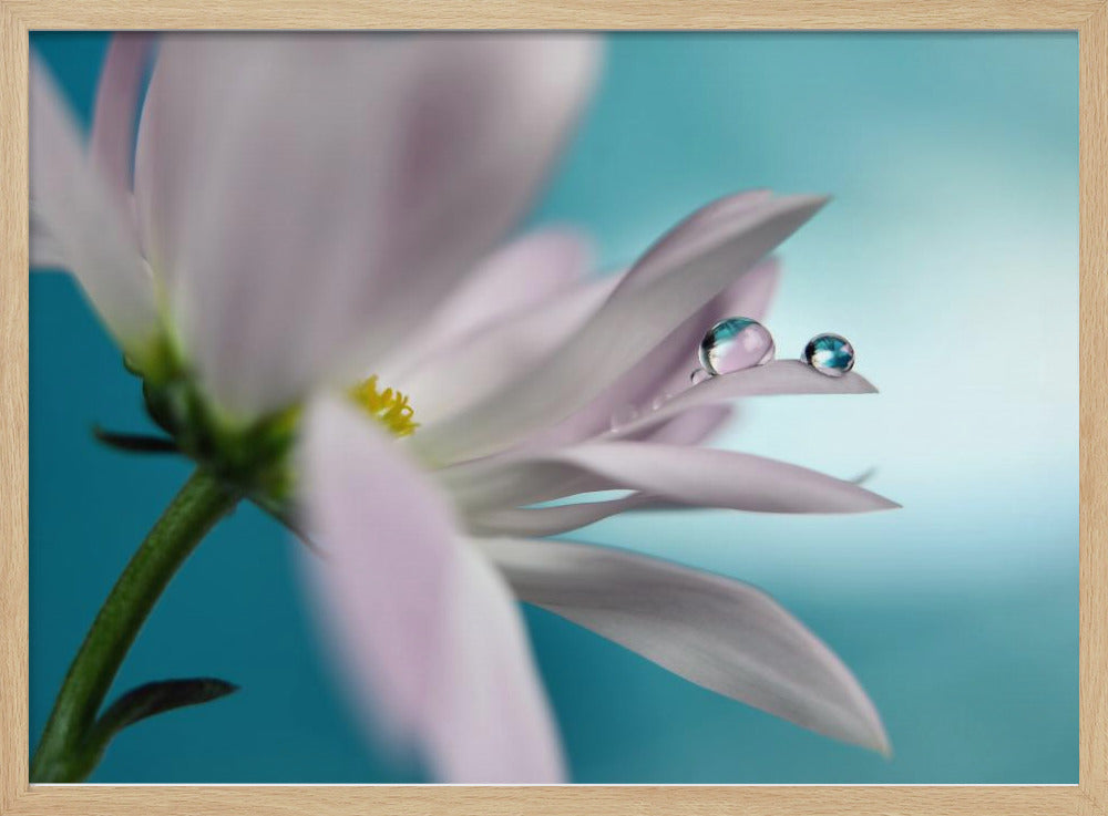 In turquoise Company | Poster