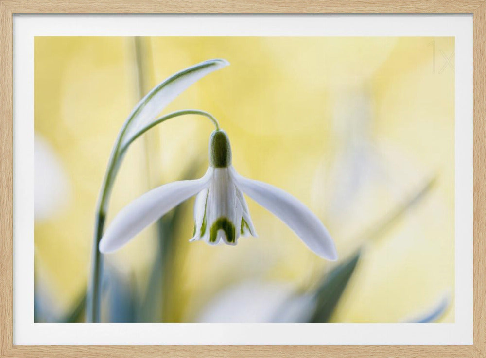 Snowdrops | Poster