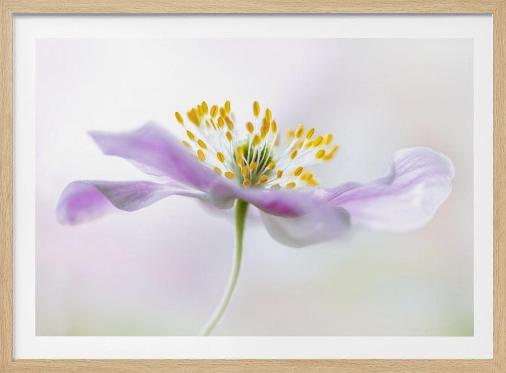 Wood Anemone | Poster
