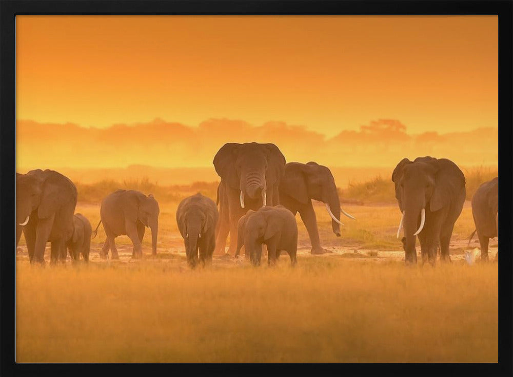 Golden Light | Poster