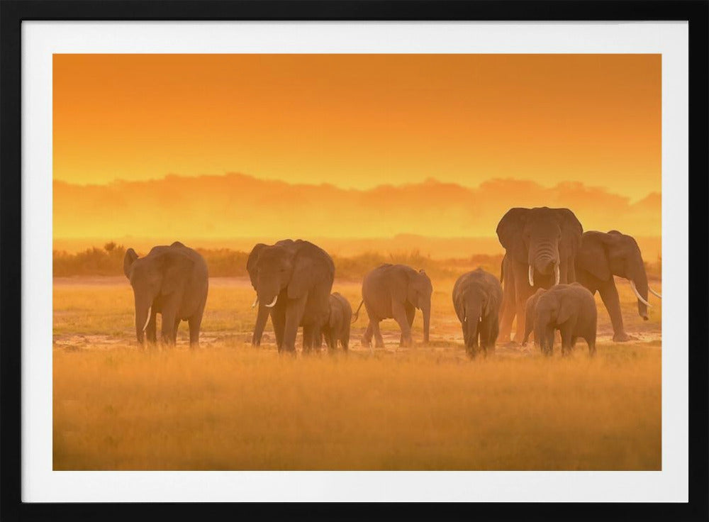 Golden Light | Poster