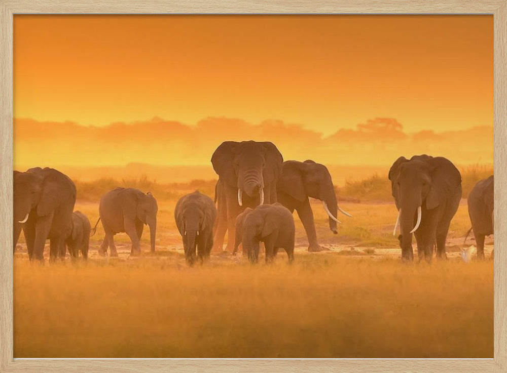 Golden Light | Poster