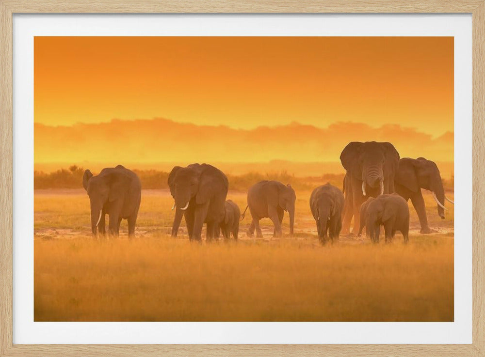 Golden Light | Poster