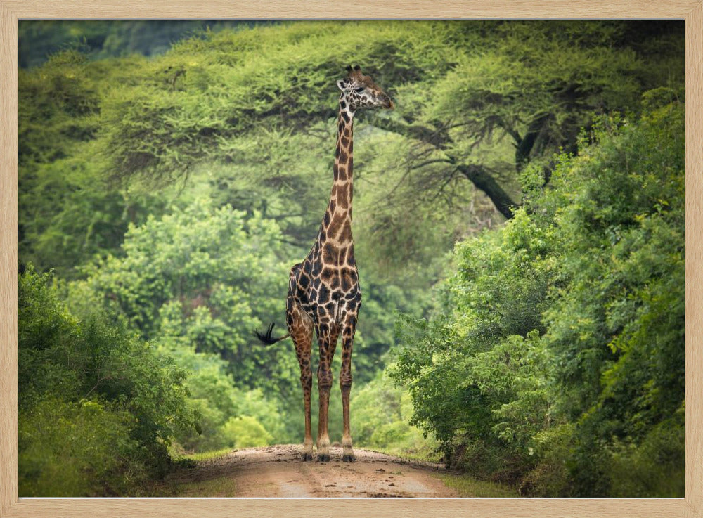 unexpected meeting | Poster