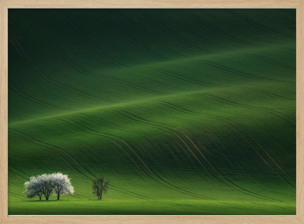 Ladies in White | Poster