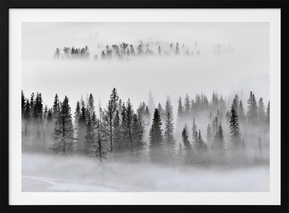 Foggy Forest | Poster