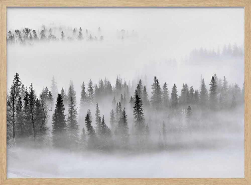 Foggy Forest | Poster