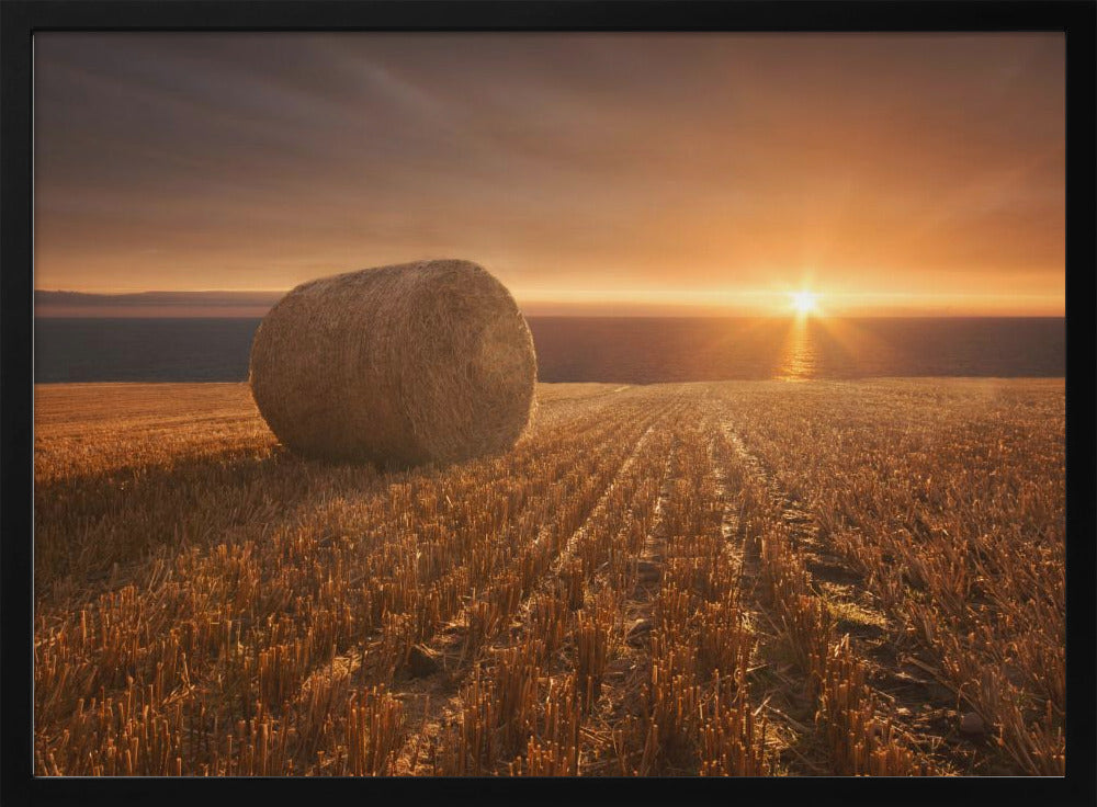 Gold Harvest | Poster