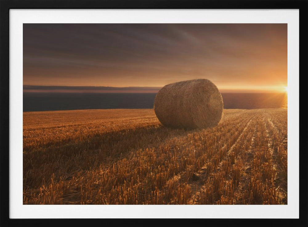 Gold Harvest | Poster