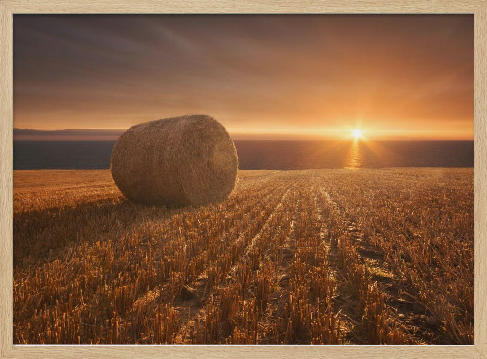 Gold Harvest | Poster