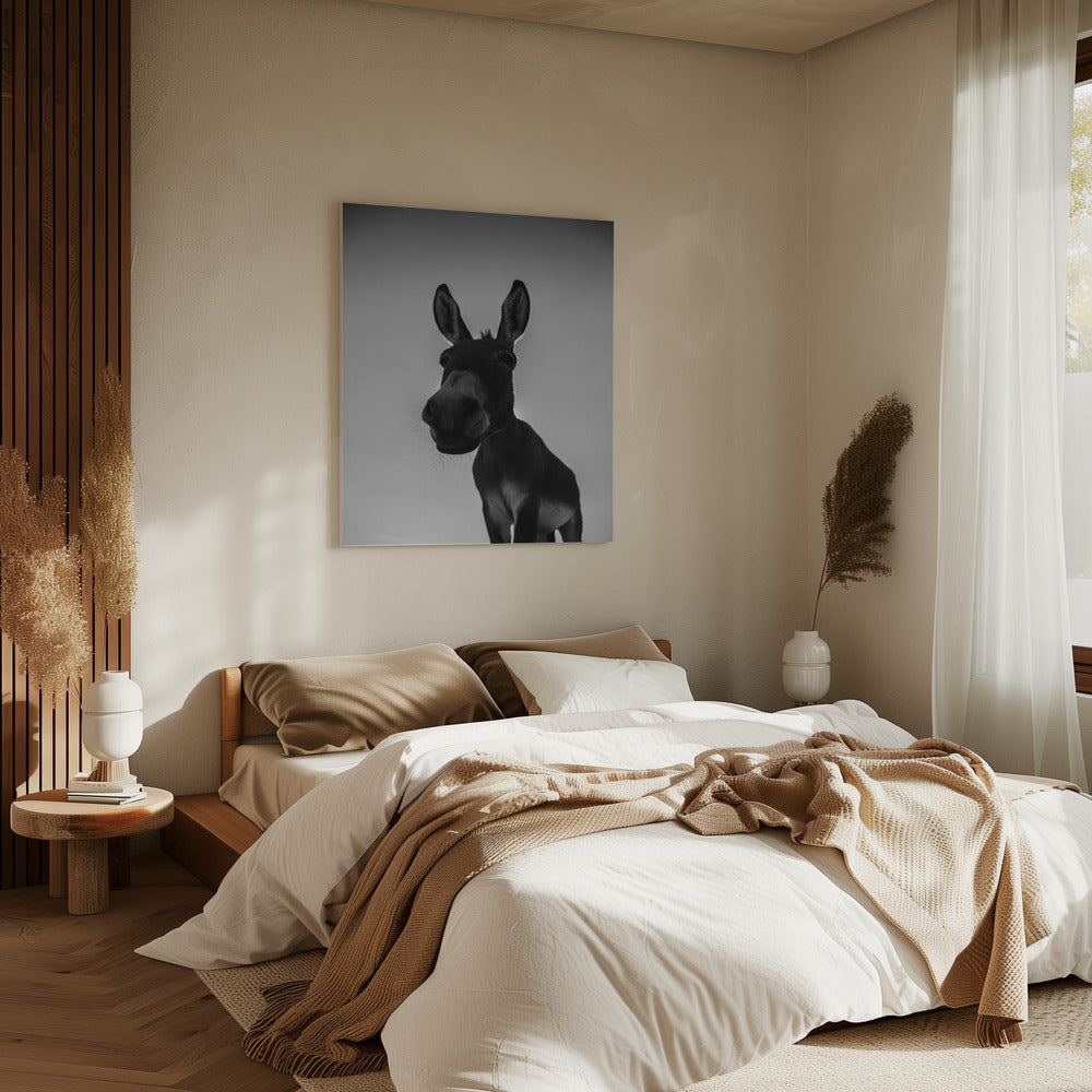 Curious Donkey Gaze | Canvas