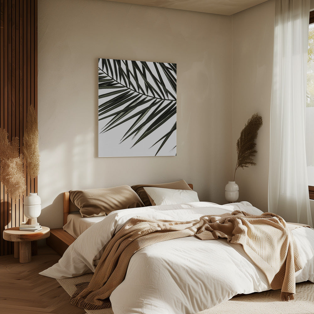 Frond Shadows | Canvas