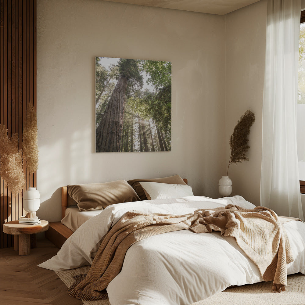 Towering Redwoods | Canvas